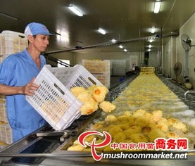 科技賦能產(chǎn)業(yè)升級(jí)，尤溪縣食用菌工廠化規(guī)模化發(fā)展駛?cè)肟燔嚨? />
</span>
<span id=